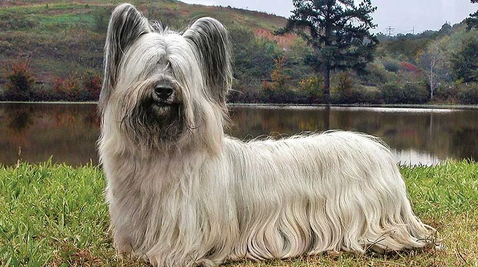 Skye Terrier